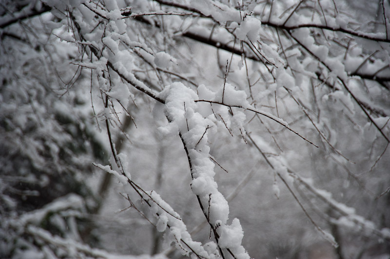 First snowfall, December 2009