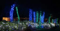 Illuminated garden, Christmas lights, Sequim, December 25, 2018