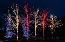 Seasonal trees, Christmas lights, Sequim, December 25, 2018