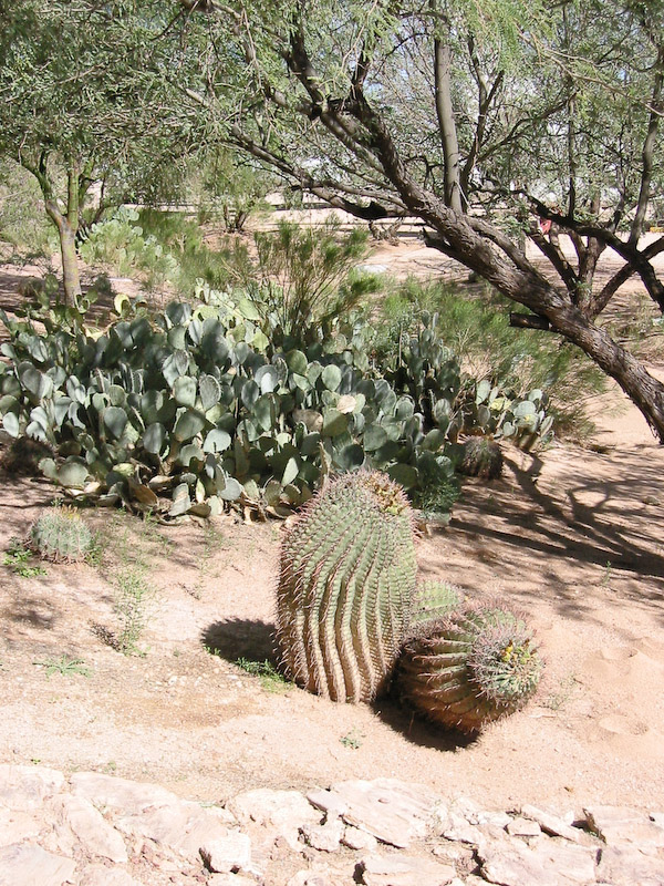 Cactus outside Pima Air and Space Museum, Tucson, Arizona.