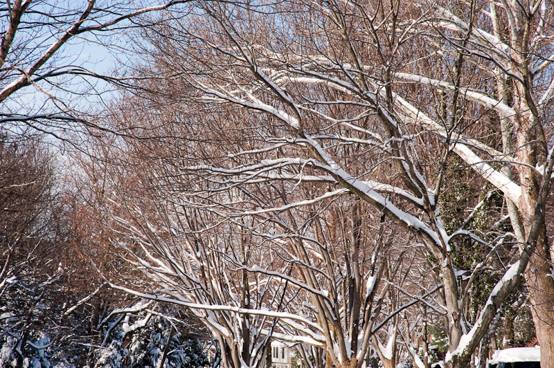 Fractal snow trees
